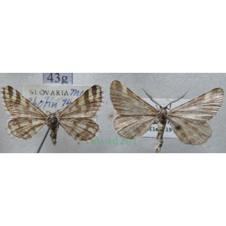 Narraga fasciolaria (Hufnagel, 1767) pair Witalnik byliczak Slovakia43g